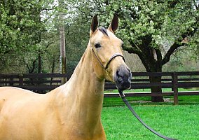 Andalusian / PRE (Andalusian / PRE, Mare) in Santa Cruz, CA