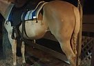 Beautiful Palomino Q/ Paso Mare Quarter Horse Mare