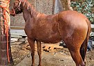 Andalusian - Horse for Sale in San Jose, CA 95122 Andalusian - Horse for Sale in San Jose, CA 95122