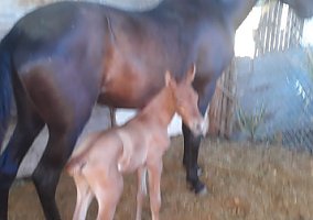 Andalusian / PRE (Andalusian / PRE, Mare) in San Jose, CA