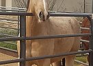 Quarter Horse - Horse for Sale in Rio Verde, AZ 85263