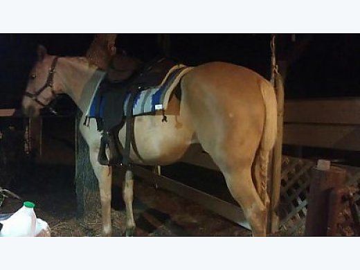 Beautiful Palomino Q/ Paso Mare