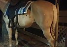 Quarter Horse - Horse for Sale in Oviedo, FL 