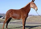 Mule Mare for Sale in Brodhead, Kentucky Mule Mare for Sale in Brodhead, Kentucky
