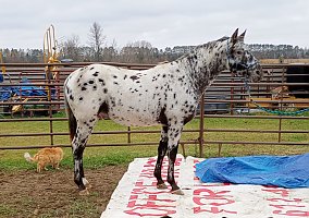 Appaloosa