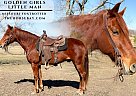 Missouri Fox Trotter - Horse for Sale in Houston, MO 65483