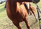 Quarter Horse Mare for Sale in Carthage, Texas Quarter Horse Mare for Sale in Carthage, Texas