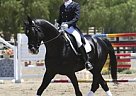 Hanoverian - Horse for Sale in Abbotsford, BC V3G1X5