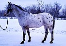 Appaloosa Gelding for Sale in Bemidji, Minnesota Appaloosa Gelding for Sale in Bemidji, Minnesota