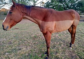 Thoroughbred (Thoroughbred, Gelding) in Madisonville, LA