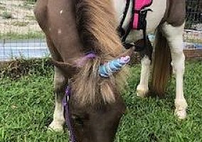 Miniature Horse (Miniature Horse, Mare) in Plantation, FL