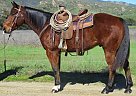 LUKE - Gelding in Oak View, CA LUKE - Gelding in Oak View, CA