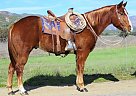 PAR CHEX DECK - Gelding in Oak View, CA PAR CHEX DECK - Gelding in Oak View, CA