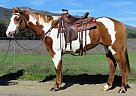 KKR I LOVE LUCY - Mare in Oak View, CA KKR I LOVE LUCY - Mare in Oak View, CA