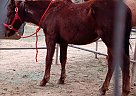 Mustang - Horse for Sale in Phoenix, AZ 85016