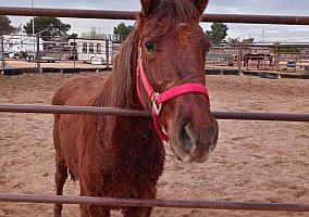 Mustang (Mustang, Gelding) in Phoenix, AZ