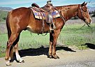 LDF BLUEWOOD IKE - Gelding in Oak View, CA LDF BLUEWOOD IKE - Gelding in Oak View, CA