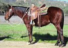 FLICK - Gelding in Oak View, CA FLICK - Gelding in Oak View, CA