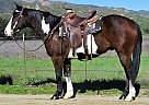 BOLDIST DECK - Gelding in Oak View, CA BOLDIST DECK - Gelding in Oak View, CA