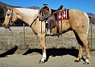 SHAKA KING - Gelding in Oak View, CA SHAKA KING - Gelding in Oak View, CA
