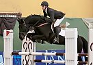Sibene Hungarian Stallion