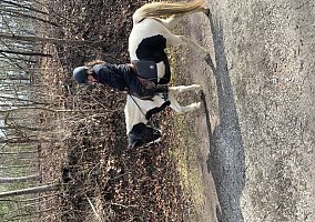 Missouri Fox Trotter (Missouri Fox Trotter, Mare) in Mount Wolf, PA