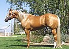 Paint - Horse for Sale in Acampo, CA 95220