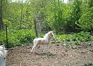 Miniature - Horse for Sale in Ames, IA 50010 Miniature - Horse for Sale in Ames, IA 50010