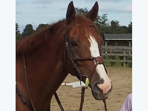 Flashy Throughbred Gelding