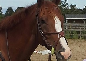 Thoroughbred (Thoroughbred, Gelding) in Odessa, DE