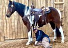 Spotted Saddle Gelding for Sale in Poplar Grove, Kentucky Spotted Saddle Gelding for Sale in Poplar Grove, Kentucky