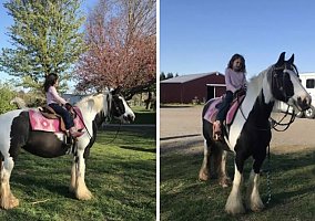 Gypsy Vanner (Gypsy Vanner, Mare) in Carrollton, VA