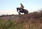 Irish Draught - Horse for Sale in Na, MAY F28 CV99 Irish Draught - Horse for Sale in Na, MAY F28 CV99