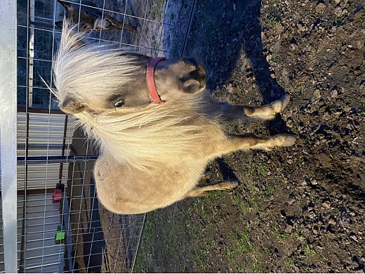 Miniature Horse