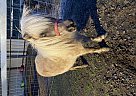 Miniature - Horse for Sale in Hearne, TX 77859 Miniature - Horse for Sale in Hearne, TX 77859