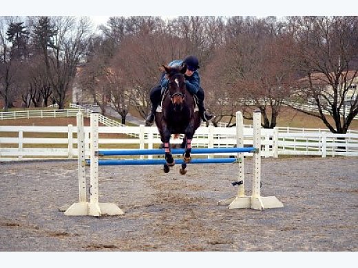 Next BIG Eventer/Hunter/Jumper/EQ Horse!