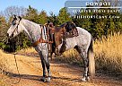 Quarter Horse - Horse for Sale in Willow Springs, MO 65793