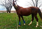 Saddlebred - Horse for Sale in Winchester, VA 22601