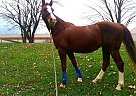 Saddlebred - Horse for Sale in Winchester, VA 22601 Saddlebred - Horse for Sale in Winchester, VA 22601