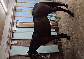 Standardbred (Standardbred, Mare) in Ronks, PA