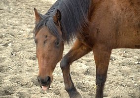 Curly (Curly, Gelding) in Republic, WA