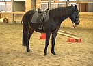 Warmblood - Horse for Sale in Republic, WA 99166