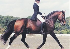 Warmblood (Warmblood, Mare) in Republic, WA