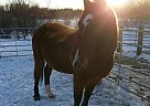 Draft Gelding for Sale in Silver Bay, Minnesota Draft Gelding for Sale in Silver Bay, Minnesota