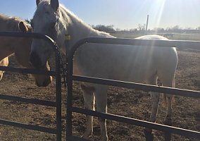 Appaloosa (Appaloosa, Stallion) in Waxahachie, TX