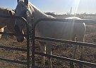 Appaloosa - Horse for Sale in Waxahachie, TX 75165