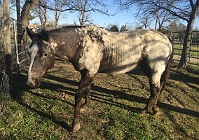 Appaloosa (Appaloosa, Mare) in Waxahachie, TX