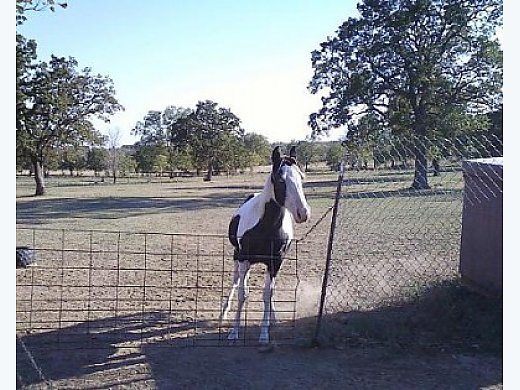 B&W Stud Colt