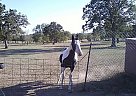 Appendix - Horse for Sale in Graham, OK Appendix - Horse for Sale in Graham, OK