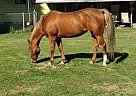 Quarter Horse - Horse for Sale in Gresham, OR 97080